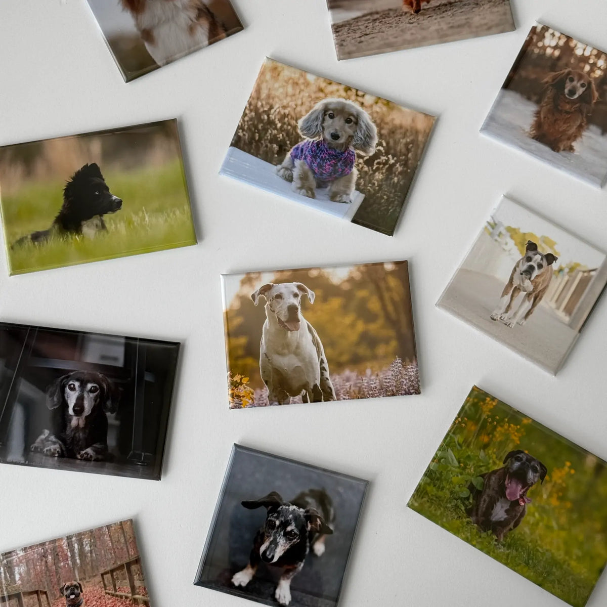 These fridge magnets feature pet portrait photography keepsake or souvenir, professionally printed and made to last. Honoring furry friends past and present with a fridge magnet specially made using personal pet photos. 