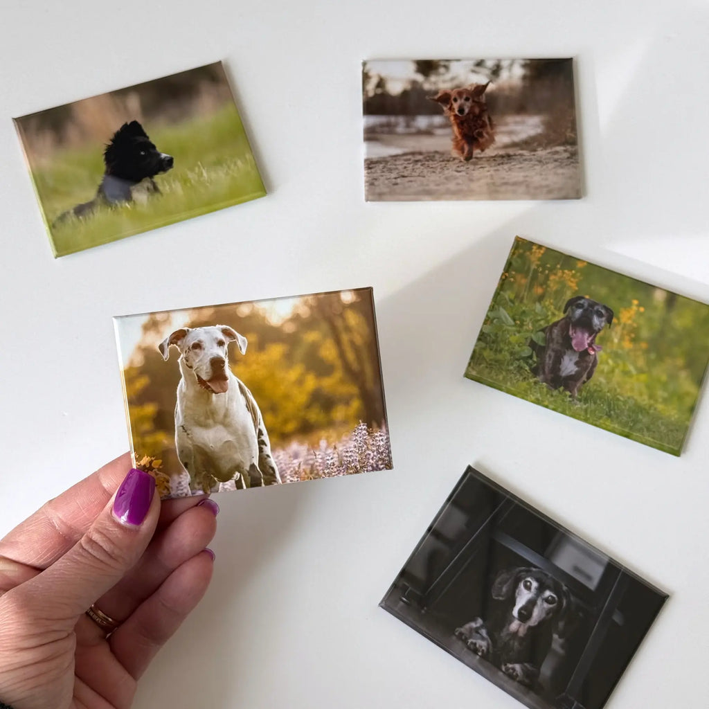Small collection of pet photo fridge magnets in our rectangle 2.5x3.5" hardback button magnets. Featuring pet portraits of dogs. Memorial keepsake for pets who have passed.